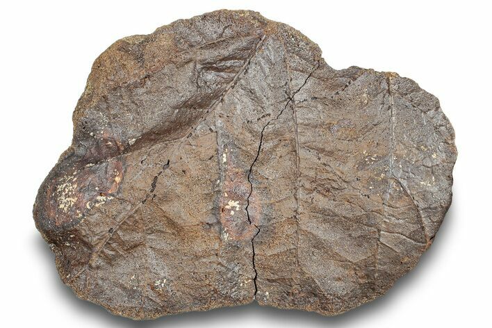 Fossil Leaf (Platanus?) Nodule - Hell Creek Formation #253011